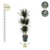 Dracaena Magenta Carrousel, 150cm, Topf Ø31cm Bild 2
