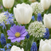 1000x Blumenzwiebeln Garten Blau – Sommerblüher, 10/12cm Bild 1