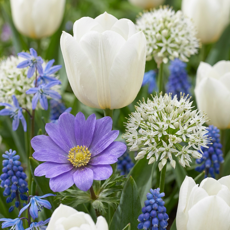 1000x Blumenzwiebeln Garten Blau – Sommerblüher, 10/12cm