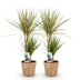 Green boutiQ - Zimmerpflanzen - Dracaena Sunray - Drachenbaum - Pflegeleicht - mit Korb - Grün - Gelb - 2 Pflanzen - Topf 17cm - Höhe 70-75cm Bild 2