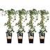 4x Hedera helix 'Goldheart' Ivy - 65cm - Ø15cm Bild 1