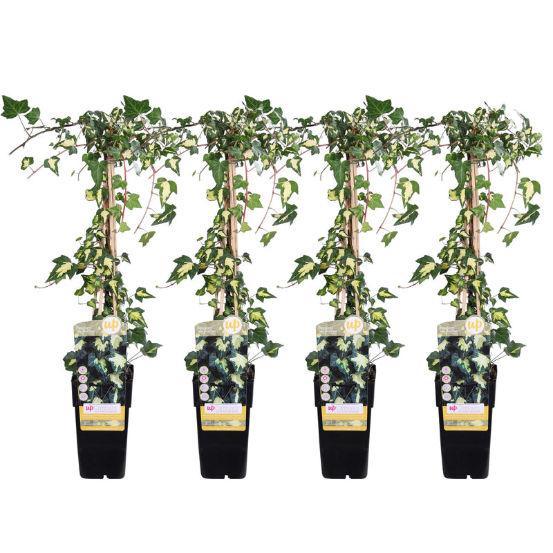 4x Hedera helix 'Goldheart' Ivy - 65cm - Ø15cm