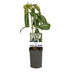 Clematis armandii 'White' Climbing Plant - Evergreen, Fragrant, Easy Care Bild 2