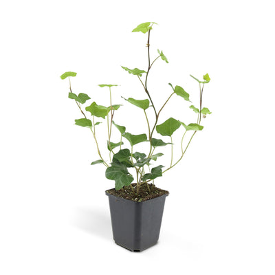 24x Irisches Efeu (Hedera Hibernica), 10-25cm, 9cm Topf