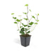 24x Irish Ivy (Hedera Hibernica), 10-25cm, 9cm Pot Bild 2