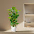 Ficus Lyrata Strauch - 160 cm - Geigenfeige, Ø27 Bild 3