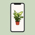 Dieffenbachia Camilla (Ø12cm, ↕35cm) - Pflegeleichte Zimmerpflanze Bild 5