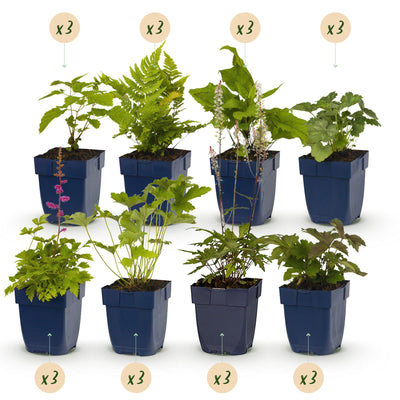 GreenboutiQ Schatten-Stauden-Paket: 24 Pflanzen für 3m², pflegeleicht