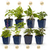 GreenboutiQ Schatten-Stauden-Paket: 24 Pflanzen für 3m², pflegeleicht Bild 1