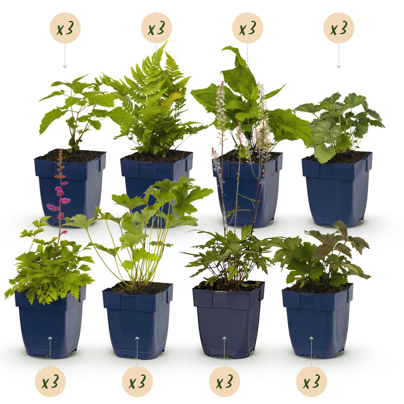 GreenboutiQ Schatten-Stauden-Paket: 24 Pflanzen für 3m², pflegeleicht
