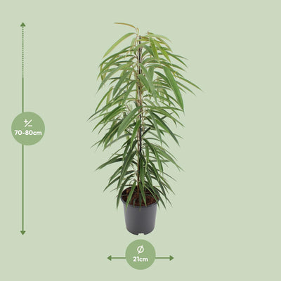 Ficus Binnendijkii Alii – Elegante Zimmerpflanze, 80cm, Ø21cm Topf
