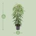 Ficus Binnendijkii Alii – Elegante Zimmerpflanze, 80cm, Ø21cm Topf Bild 2