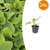 24x Phlomis russeliana - ↕10-25cm - Ø9cm Bild 1