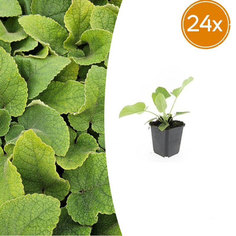 24x Phlomis russeliana - ↕10-25cm - Ø9cm