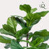 Artificial Plant Ficus Lyrata Fiddle Leaf Fig 90cm - Easy Care & Realistic Bild 4