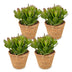 4x Crassula Ovata - Geldbaum - Grün - Sukkulente/Kaktus - incl. mand - Ø12cm Bild 2