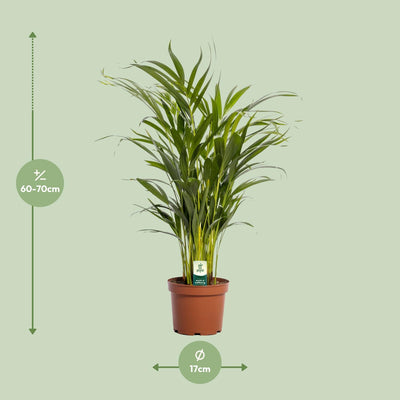 Goldfruchtpalme Dypsis Lutescens - Ø17cm - ↕65cm