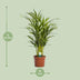 Goldfruchtpalme Dypsis Lutescens - Ø17cm - ↕65cm Bild 2