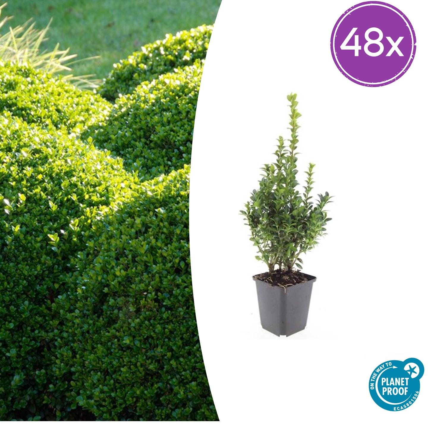 48x Buxus Sempervirens - ↕10-25cm - Ø9cm