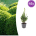 48x Buchsbaum (Buxus Sempervirens) - 10-25cm - Ø9cm Bild 1