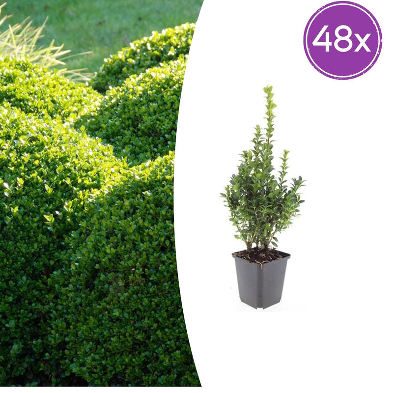 48x Buchsbaum (Buxus Sempervirens) - 10-25cm - Ø9cm