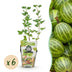 Stachelbeere Hinnonmaki Grün – 6 winterharte Pflanzen im 9cm Topf Bild 1