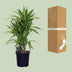 Dracaena Fragrans Lemon Lime (Ø24cm, ↕100cm) – Exotische Schönheit für Ihr Zuhause Bild 4
