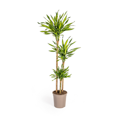 Dracaena Deremensis Rikki Ø24cm - 130-150cm
