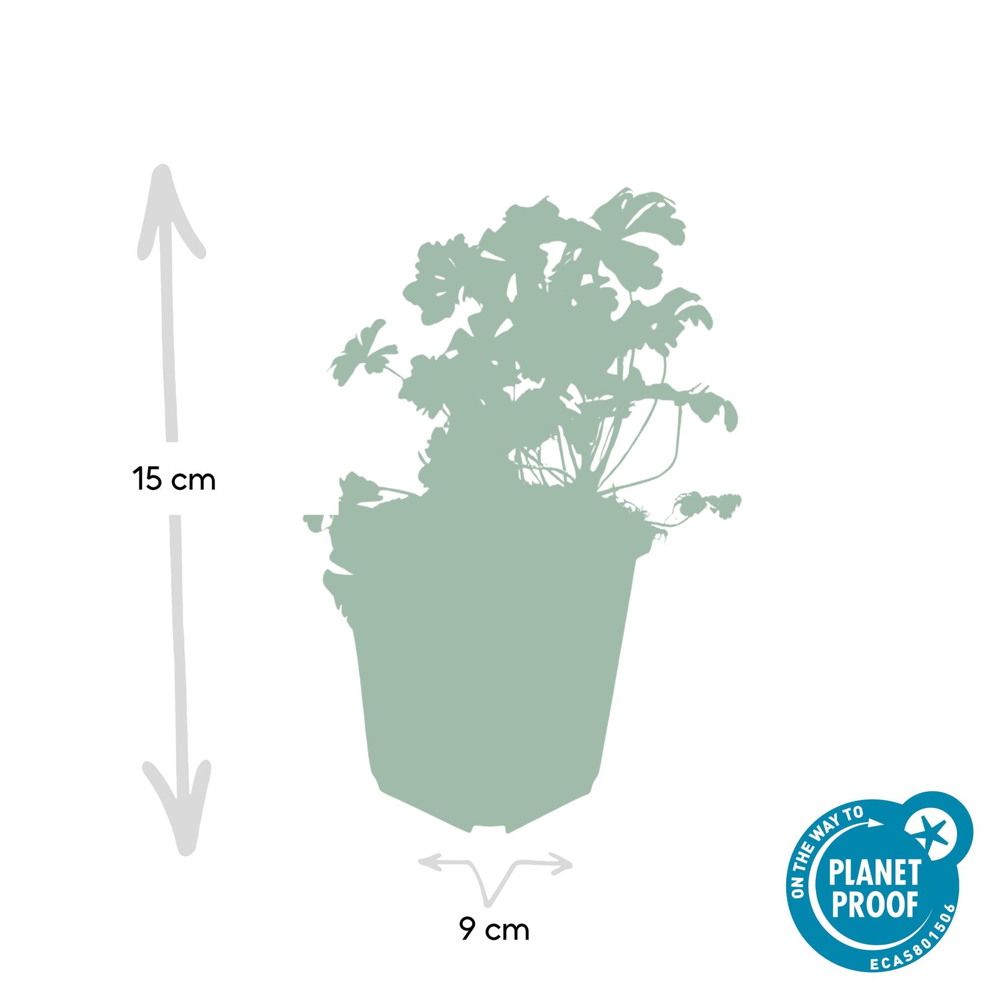 Geranium cantabrigiense 'Biokovo' (12er Pack, 10-25cm, Ø9cm)