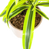 Dracaena Lemon Lime Ø19cm - 70-90cm Bild 8