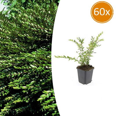 60x Lonicera pileata 'Purple Pearl' - ↕10-25cm - Ø9cm