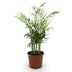 Parlor Palm (Chamaedorea elegans) - Pet-friendly, 12cm pot Bild 2