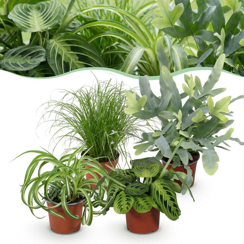 Green boutiQ - Zimmerpflanze - Chlorophytum - Cyperus - Phlebodium - Marantha - Mix aus 4 - Haustierfreundliche Pflanzen - Grün - 4 Pflanzen - Topf 12cm - Höhe 25cm