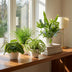Green BoutiQ Pflanzenmix: Chlorophytum, Cyperus, Phlebodium, Maranta Bild 5