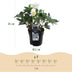 Weihnachtsrose 'Christmas Carol' - Helleborus niger - 4 Pflanzen Bild 3