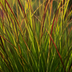 3x Panicum virgatum „Rotstrahlbusch“ – Ziergras mit warmen Herbstfarben | Topfgröße 12 cm Bild 5