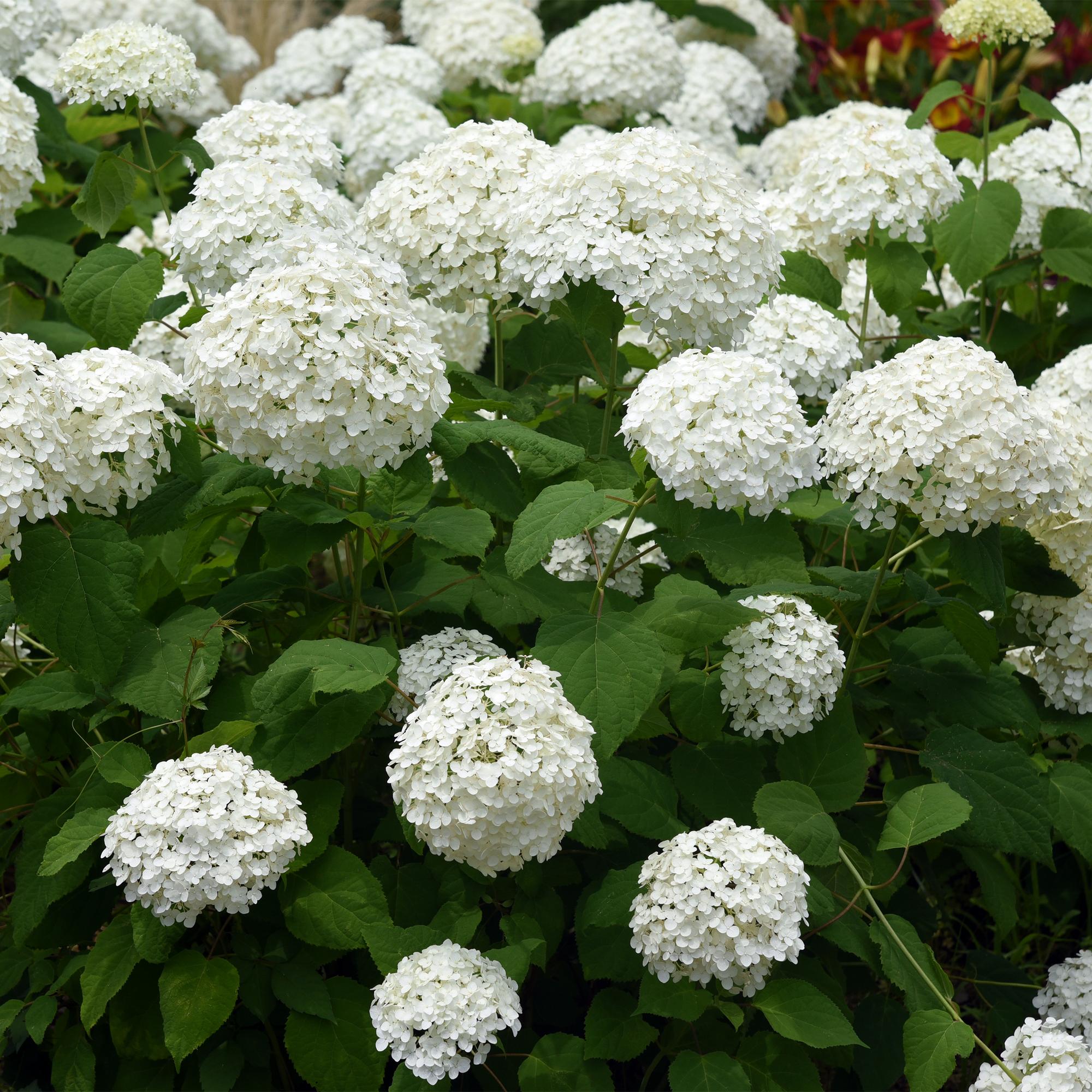 GreenboutiQ - Rispenhortensie - Hydrangea arborescens Annabelle - Blüte Weiß - 3 Pflanzen - 1 m2 - Laubabwerfend - Große Blüten - Topf 17cm Höhe 50cm