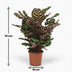 Calathea Makoyana - Peacock Plant, 70cm, 19cm Pot Bild 3