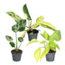 3er Baby Tropical Mix: Monstera, Philodendron Florida & Neon (Ø6cm) Bild 2