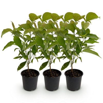 GreenboutiQ Kornelkirsche 'Cornus mas' - Gelbe Blüte, 3 Pflanzen