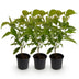 GreenboutiQ Kornelkirsche 'Cornus mas' - Gelbe Blüte, 3 Pflanzen Bild 2