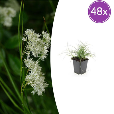 48x Luzula nivea Schneegarben (10-25cm, Ø9cm)