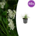 48x Luzula nivea Snow Rush (10-25cm, Ø9cm) Bild 1