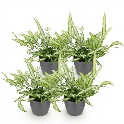 Green BoutiQ Pteris cretica Albolineata Schwertfarn, 4 Pflanzen, 12cm Topf