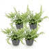Green BoutiQ Pteris cretica Albolineata Schwertfarn, 4 Pflanzen, 12cm Topf Bild 2