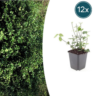 12x Euonymus 'Coloratus' - Bodendecker, winterhart, 10-25cm
