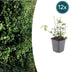12x Euonymus 'Coloratus' - Bodendecker, winterhart, 10-25cm Bild 1