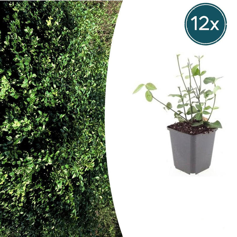 12x Euonymus 'Coloratus' - Bodendecker, winterhart, 10-25cm