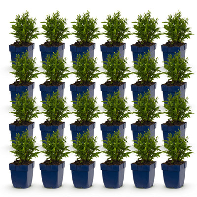 Green boutiQ - Perennial - Aster Tricolour - Sea Aster - Bee and Butterfly Attractors - Purple - Pink - White - 24 Plants - Pot 11cm - Height 15-25cm