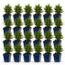 Green boutiQ - Perennial - Aster Tricolour - Sea Aster - Bee and Butterfly Attractors - Purple - Pink - White - 24 Plants - Pot 11cm - Height 15-25cm Bild 2